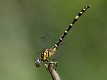 Antipodogomphus proselythus female-1